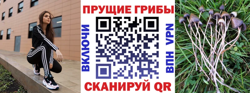 что такое Алатырь Псилоцибиновые грибы Psilocybine cubensis